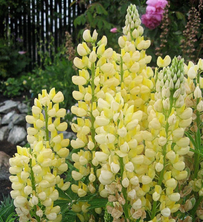Lupinus mini Gallery Yellow - лупина ниска жълта (1556)